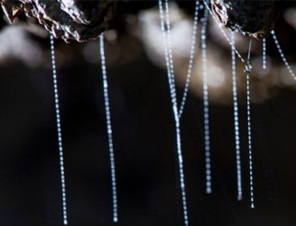 Glow worms at the Kawiti Caves in the Bay Of Islands